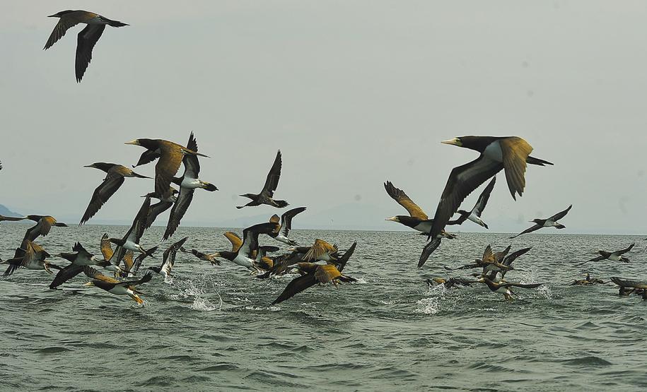 Portos do Paraná já registram mais de 15 mil animais no seu entorno