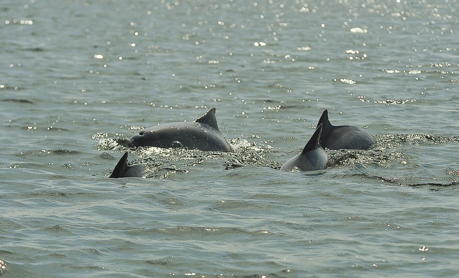 Portos do Paraná já registram mais de 15 mil animais no seu entorno