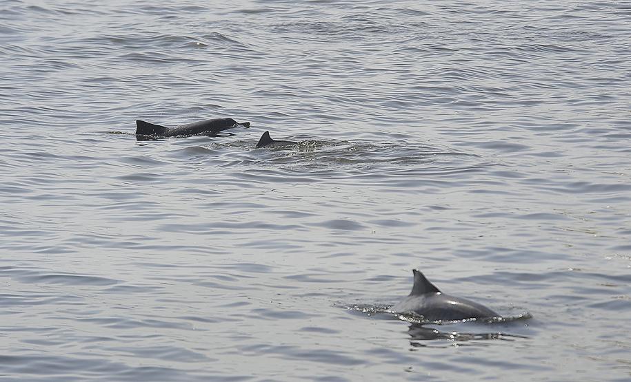 Appa registra aumento na população de golfinhos nos arredores dos Portos do Paraná