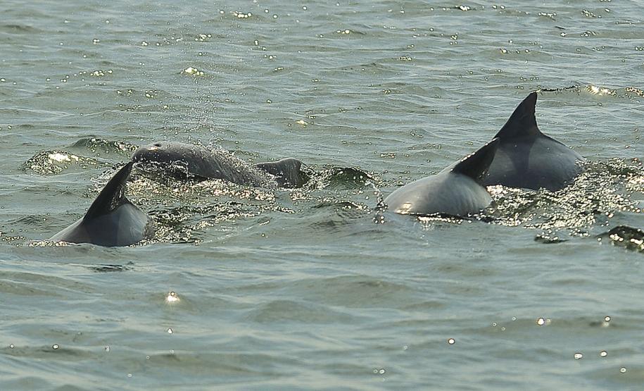 Appa registra aumento na população de golfinhos nos arredores dos Portos do Paraná