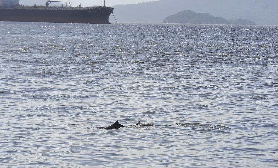 Appa registra aumento na população de golfinhos nos arredores dos Portos do Paraná