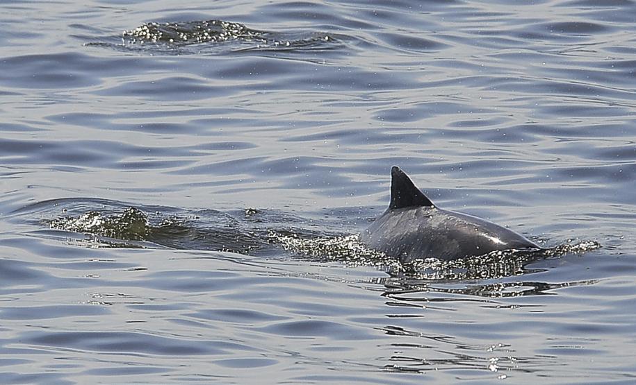 Appa registra aumento na população de golfinhos nos arredores dos Portos do Paraná