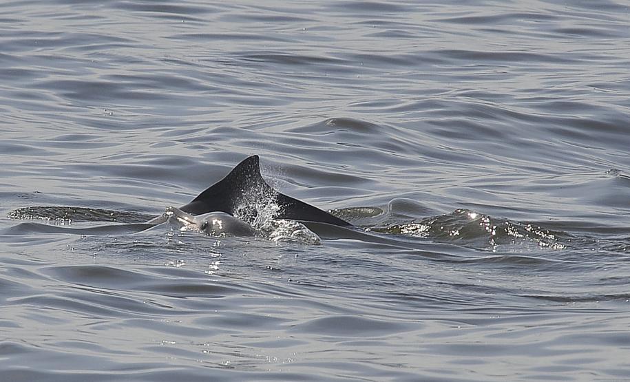 Appa registra aumento na população de golfinhos nos arredores dos Portos do Paraná