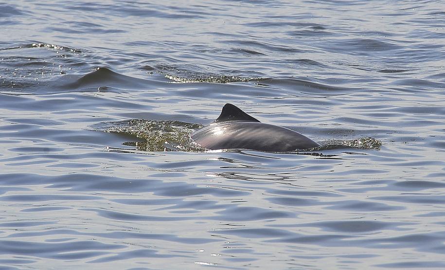 Appa registra aumento na população de golfinhos nos arredores dos Portos do Paraná