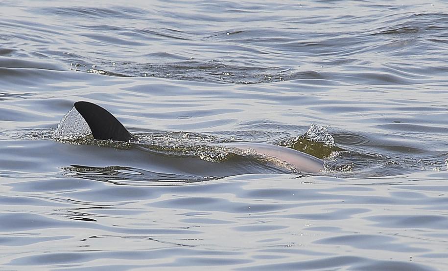 Appa registra aumento na população de golfinhos nos arredores dos Portos do Paraná