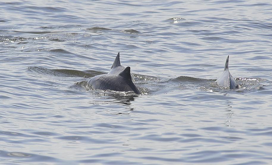 Appa registra aumento na população de golfinhos nos arredores dos Portos do Paraná
