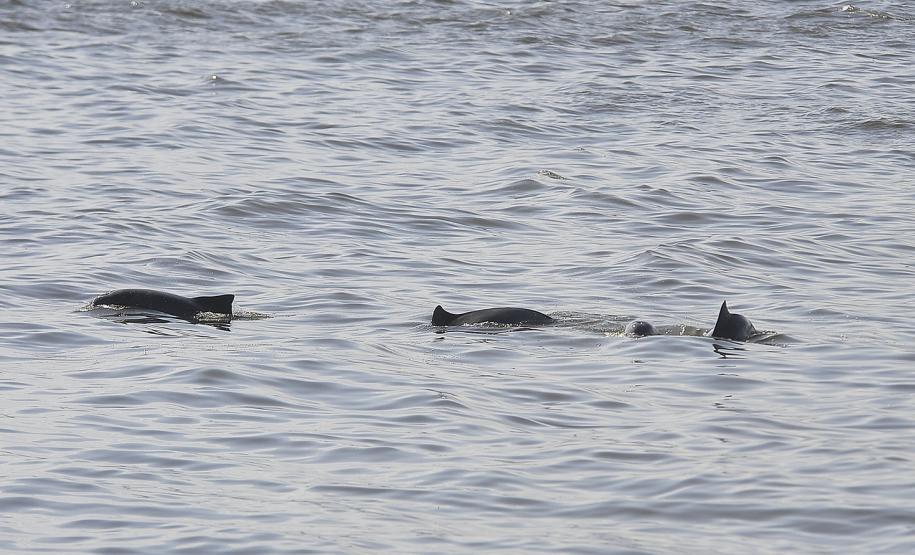 Appa registra aumento na população de golfinhos nos arredores dos Portos do Paraná