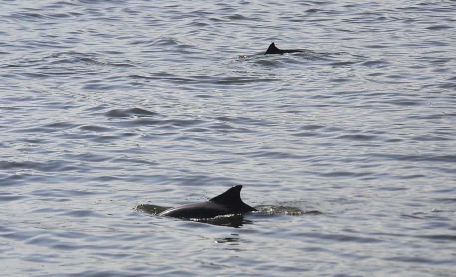 Appa registra aumento na população de golfinhos nos arredores dos Portos do Paraná
