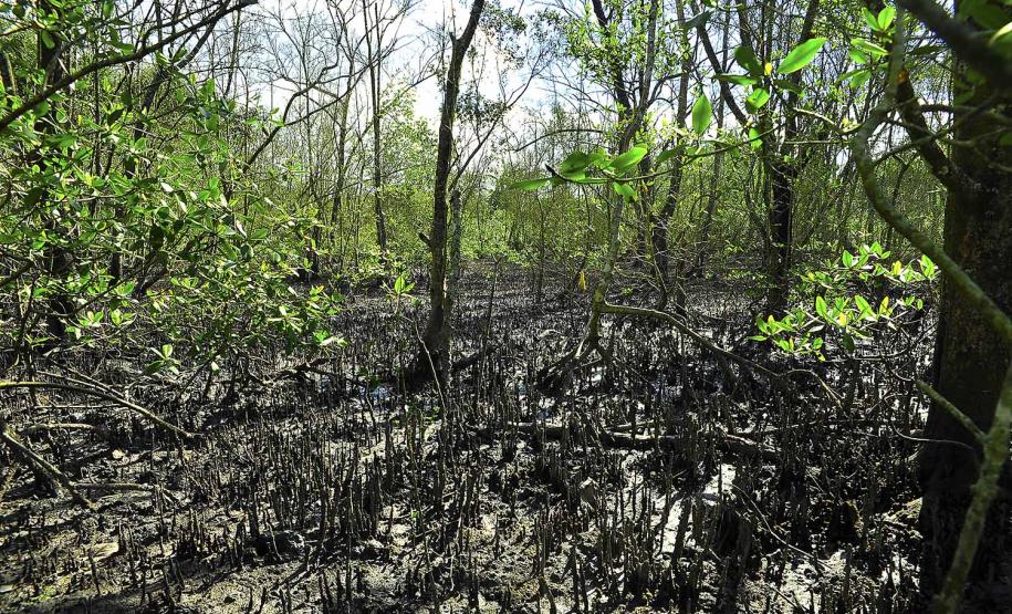 Porto de Paranaguá recolhe 80 quilos de resíduos das áreas de mangue