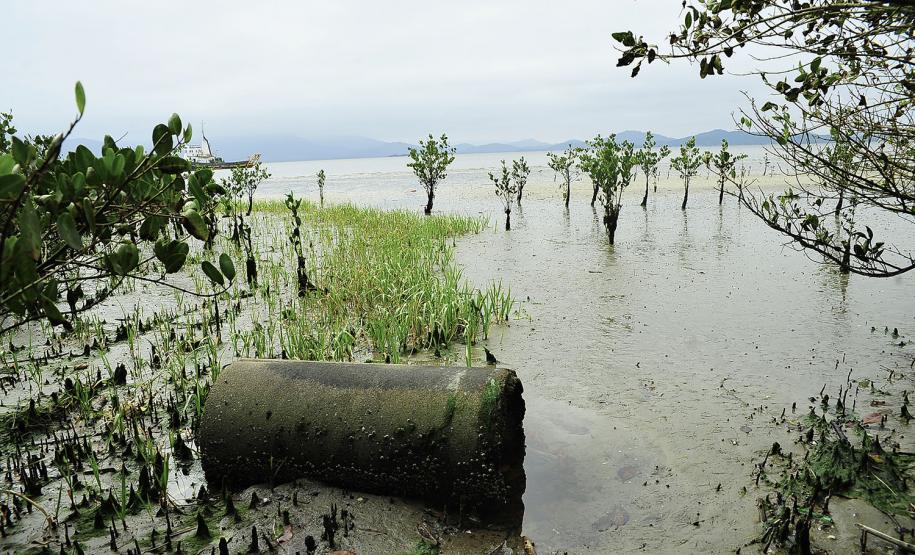 Porto de Paranaguá recolhe 80 quilos de resíduos das áreas de mangue