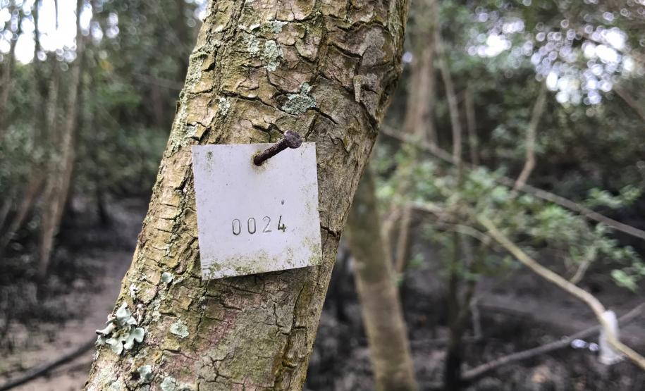 Portos do Paraná monitoram desenvolvimento das árvores nos manguezais
