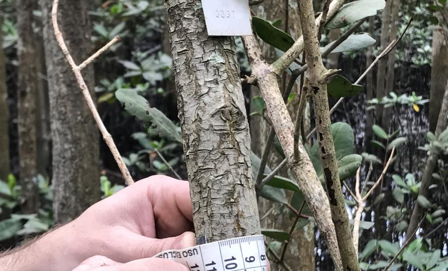 Portos do Paraná monitoram desenvolvimento das árvores nos manguezais