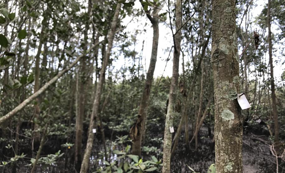 Portos do Paraná monitoram desenvolvimento das árvores nos manguezais