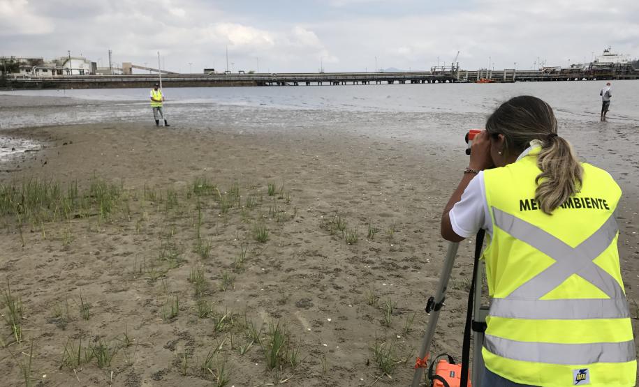 Portos do Paraná monitoram desenvolvimento das árvores nos manguezais