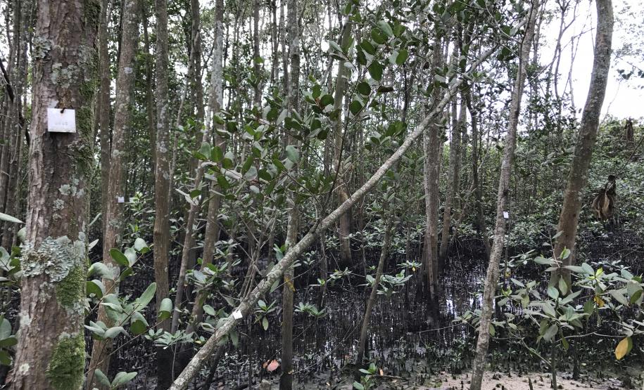 Portos do Paraná monitoram desenvolvimento das árvores nos manguezais