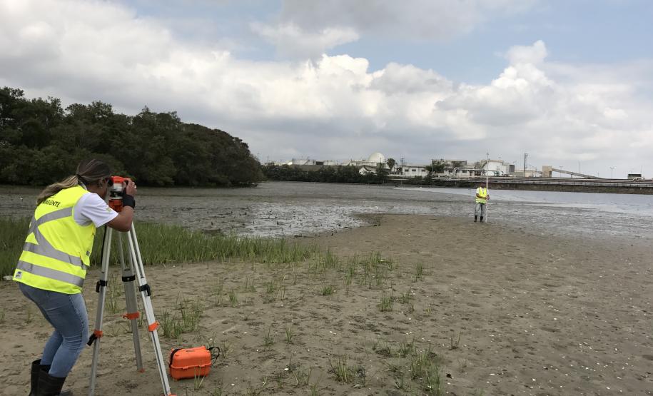 Portos do Paraná monitoram desenvolvimento das árvores nos manguezais