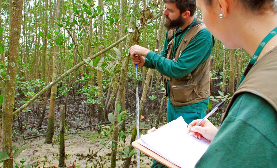 Portos do Paraná monitoram desenvolvimento das árvores nos manguezais