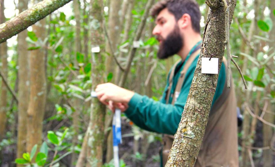 Portos do Paraná monitoram desenvolvimento das árvores nos manguezais