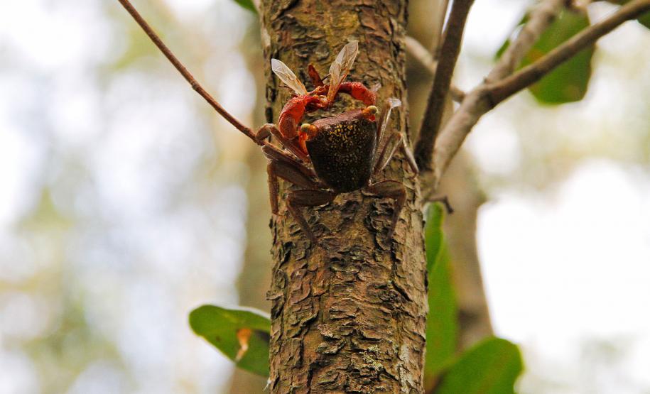 Portos do Paraná monitoram desenvolvimento das árvores nos manguezais