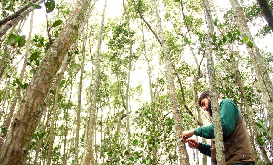 Portos do Paraná monitoram desenvolvimento das árvores nos manguezais