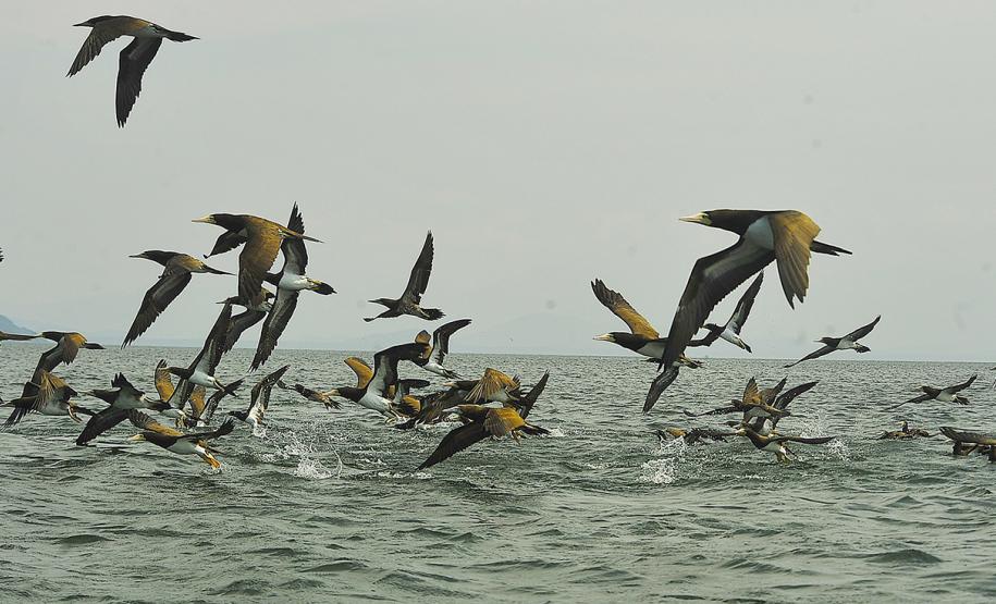 Portos do Paraná apresentam resultados do monitoramento marinho