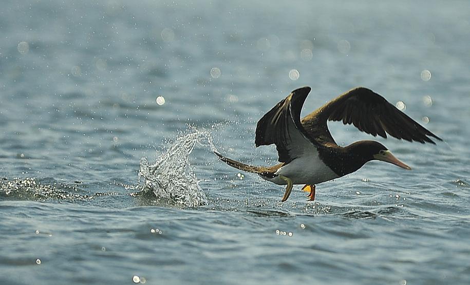 Porto de Paranaguá conquista o primeiro lugar do Brasil em desempenho ambiental