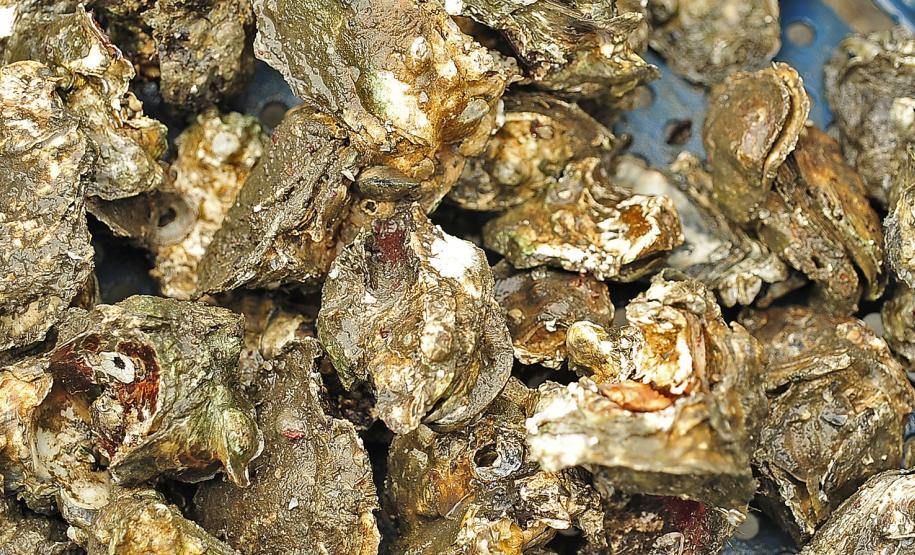 Monitoramento de pesca da Appa contabiliza 400 toneladas de pescados desembarcados em 2017