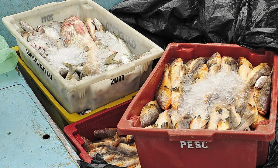 Monitoramento de pesca da Appa contabiliza 400 toneladas de pescados desembarcados em 2017