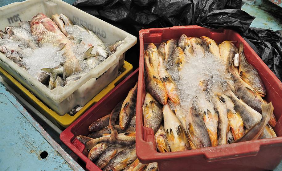 Monitoramento de pesca da Appa contabiliza 400 toneladas de pescados desembarcados em 2017