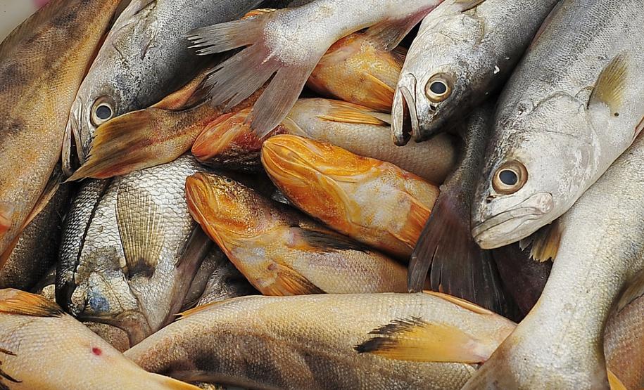 Monitoramento de pesca da Appa contabiliza 400 toneladas de pescados desembarcados em 2017