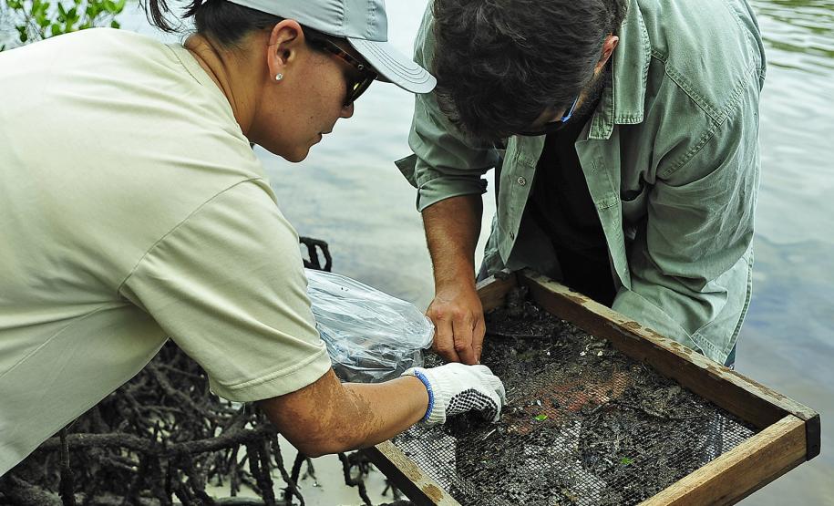 Appa monitora mais de 20 espécies de siris e caranguejos nos arredores dos Portos do Paraná