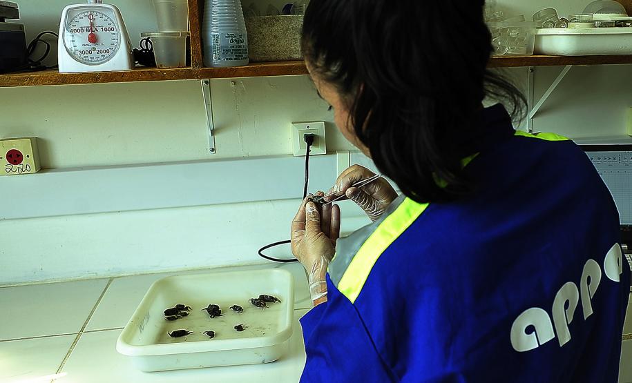 Appa monitora mais de 20 espécies de siris e caranguejos nos arredores dos Portos do Paraná