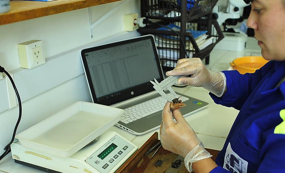 Appa monitora mais de 20 espécies de siris e caranguejos nos arredores dos Portos do Paraná