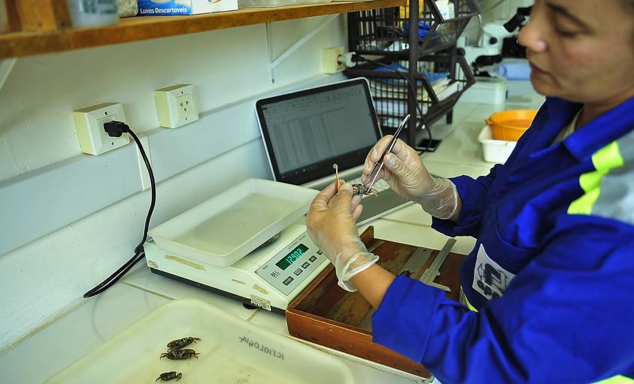 Appa monitora mais de 20 espécies de siris e caranguejos nos arredores dos Portos do Paraná
