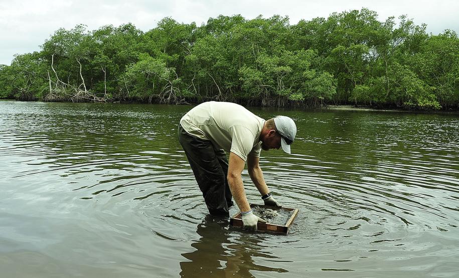 Appa monitora mais de 20 espécies de siris e caranguejos nos arredores dos Portos do Paraná