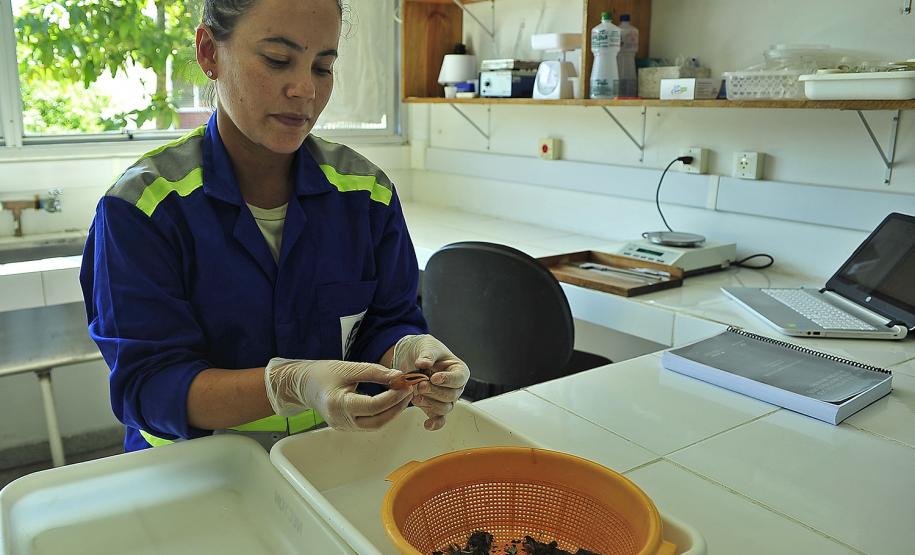 Appa monitora mais de 20 espécies de siris e caranguejos nos arredores dos Portos do Paraná