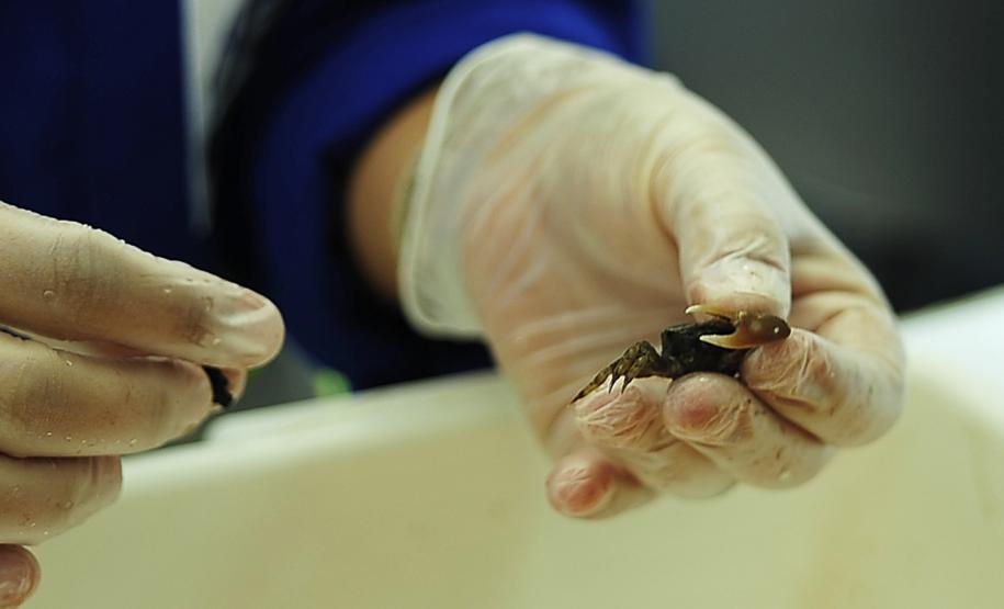 Appa monitora mais de 20 espécies de siris e caranguejos nos arredores dos Portos do Paraná