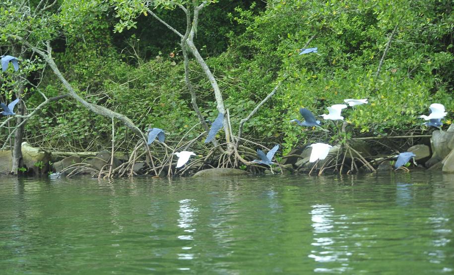 Appa monitora 128 espécies de aves nos arredores dos portos do Paraná