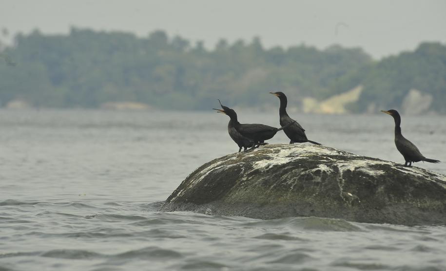 Appa monitora 128 espécies de aves nos arredores dos portos do Paraná