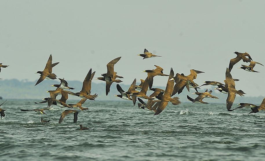 Appa monitora 128 espécies de aves nos arredores dos portos do Paraná