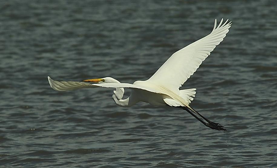 Na Semana do Meio Ambiente, Porto de Paranaguá comemora a marca de 58 mil ações de monitoramento ambiental