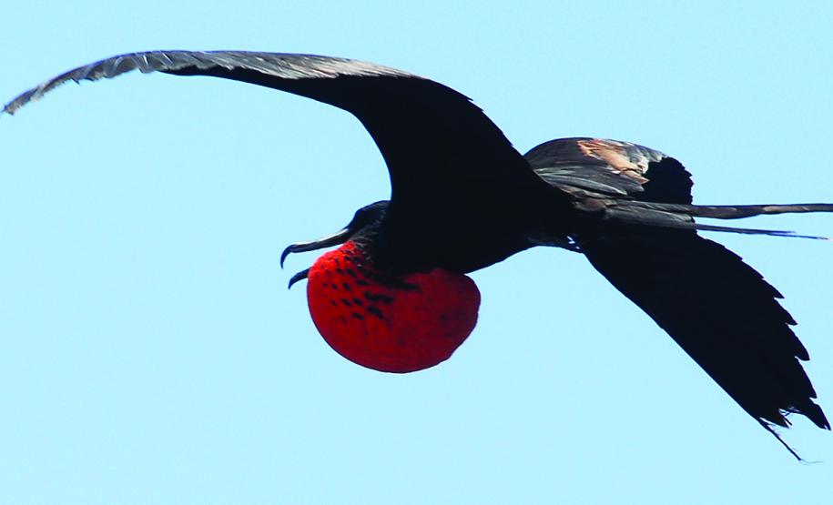 Na Semana do Meio Ambiente, Porto de Paranaguá comemora a marca de 58 mil ações de monitoramento ambiental