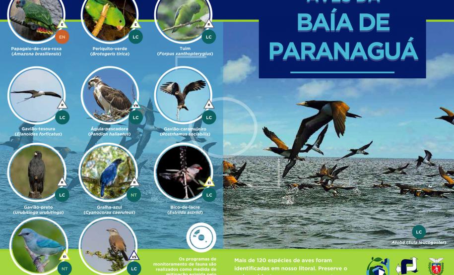É o resultado da 1ª fase do Programa de Monitoramento de Avifauna, realizado pela Administração dos Portos de Paranaguá e Antonina está concluindo. Em 28 meses, a equipe avistou 132 espécies diferentes.