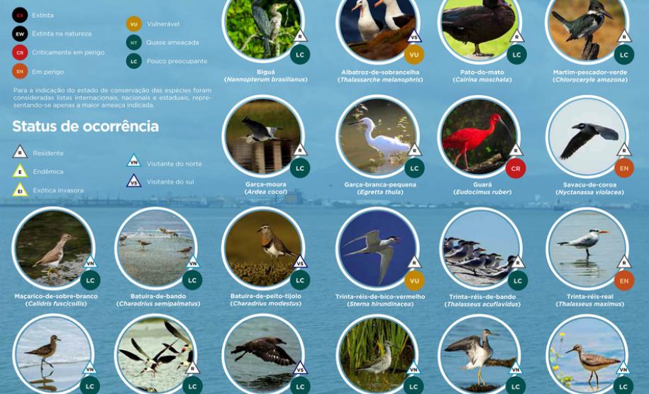 É o resultado da 1ª fase do Programa de Monitoramento de Avifauna, realizado pela Administração dos Portos de Paranaguá e Antonina está concluindo. Em 28 meses, a equipe avistou 132 espécies diferentes.