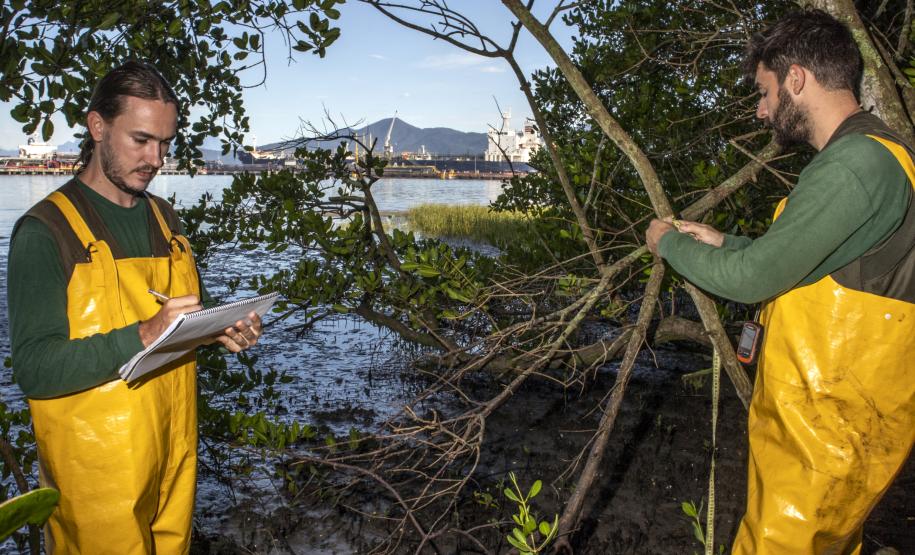 Os seis manguezais no entorno dos portos de Paranaguá e Antonina são monitorados regularmente. Neste ano, foram quatro atividades de atenção e cuidado voltadas ao ecossistema.