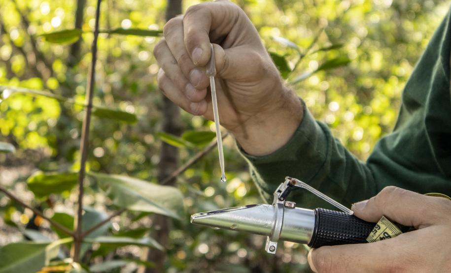 Além de mostrar as condições ambientais da região, o Programa de Monitoramento de Manguezais tem o objetivo de subsidiar ações de conscientização da importância do manguezal.