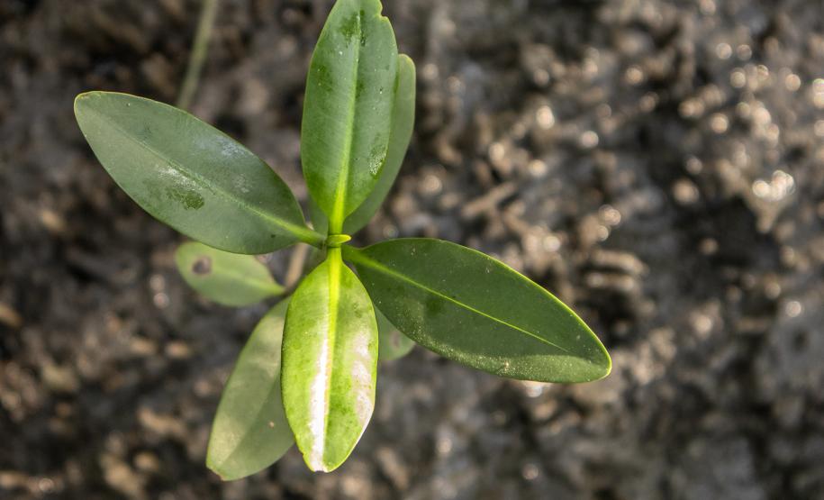 Essencial para o equilíbrio ambiental e para a manutenção da vida marinha, esse bioma abriga uma grande biodiversidade e consiste em um berçário natural para várias espécies marinhas