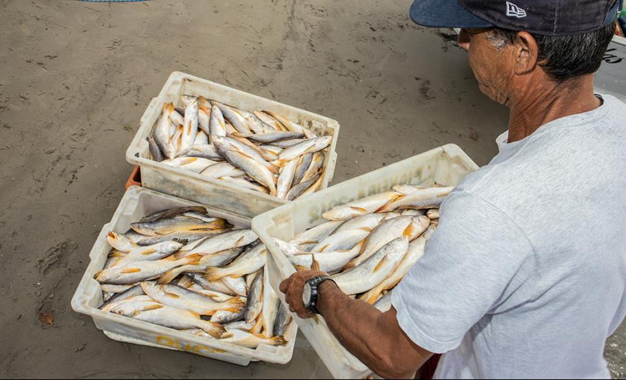 A Diretoria de Meio Ambiente da Administração dos Portos do Paraná convoca os pescadores de Paranaguá, Pontal do Sul, Antonina e Guaraqueçaba para participar dos Seminários da Pesca que começam já na próxima semana. Durante os encontros, os profissionais receberão uma devolutiva com os resultados de quatro anos de monitoramento atividade na região.