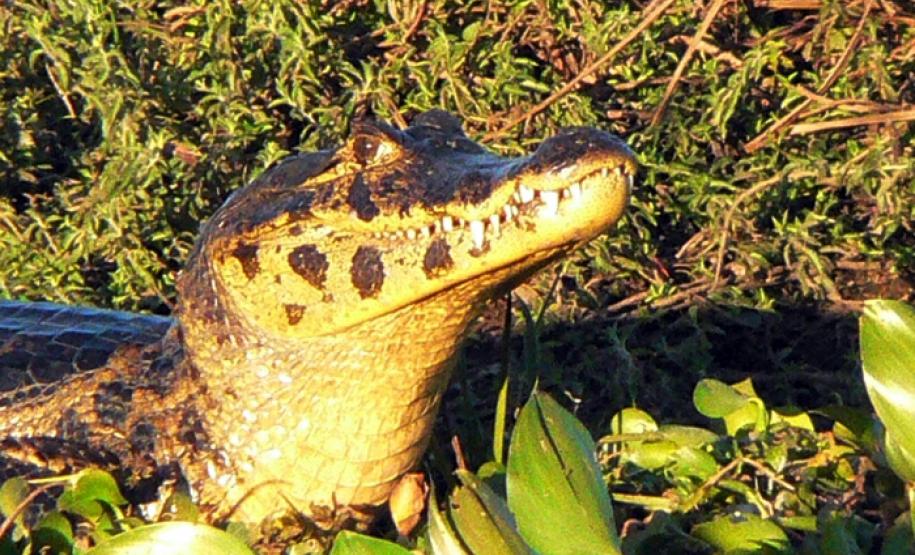Appa começa a divulgar informações sobre a dragagem de manutenção dos portos Diversas ações estão previstas, entre elas programas de conscientização e preservação de animais típicos da região. Entre as espécies, está o jacaré do papo amarelo, ameaçado de extinção.