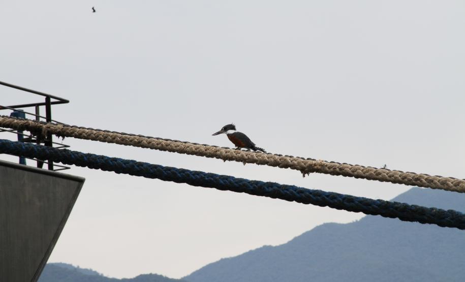 A dragagem de manutenção dos pontos críticos do canal de acesso aos portos de Paranaguá e Antonina está dividida em dois lotes e compreende a dragagem do Canal da Galheta, partes da bacia de evolução e o acesso ao Porto de Antonina, num total de 3,5 milhões de metros cúbicos a serem dragados.